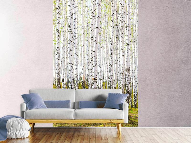 Wall Mural The birch forest in spring