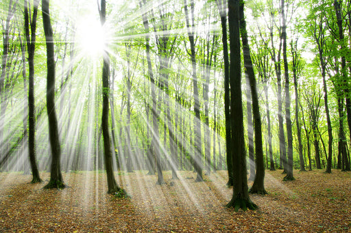 Fototapete Magisches Licht in den Bäumen