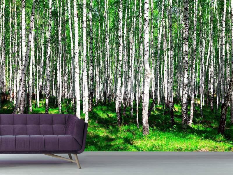 Photo wallpaper Summer birch forest