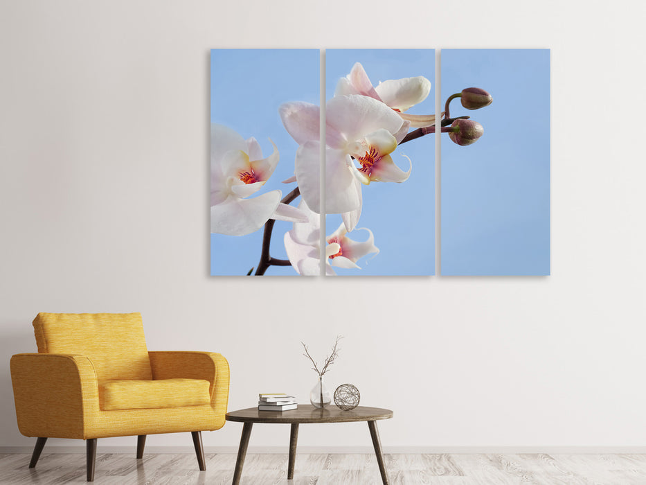Leinwandbild 3-teilig Orchidee im Himmel
