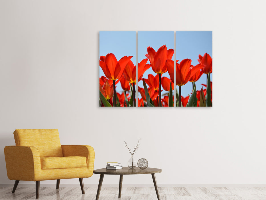 Leinwandbild 3-teilig Rote Tulpen XL