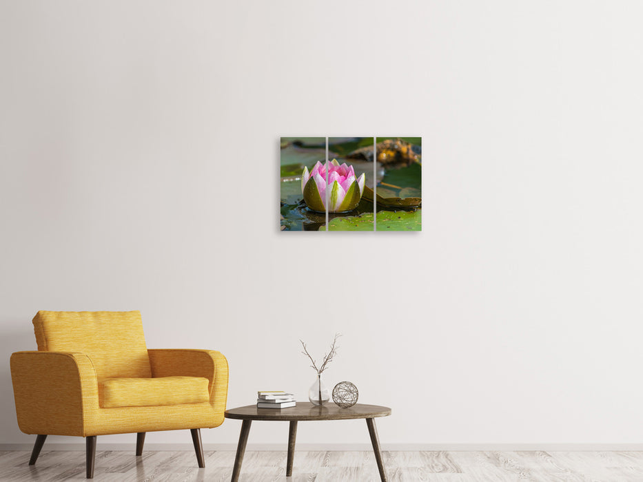 Leinwandbild 3-teilig XL Seerose in rosa