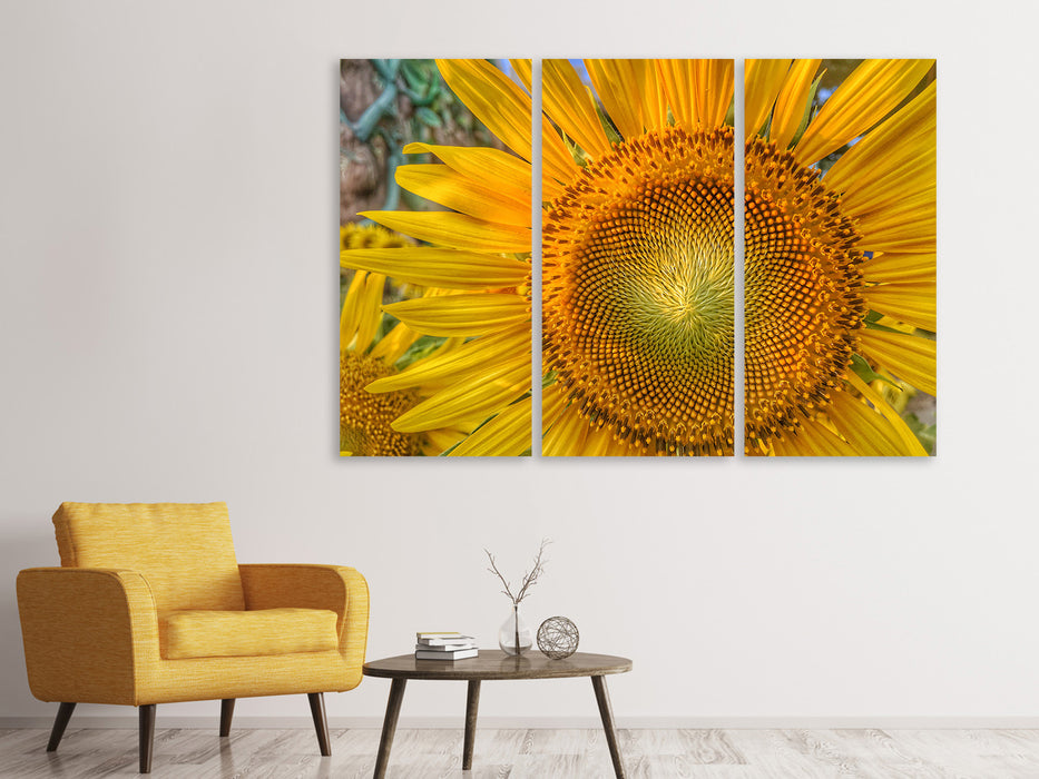 Leinwandbild 3-teilig Blütenstand einer Sonnenblume