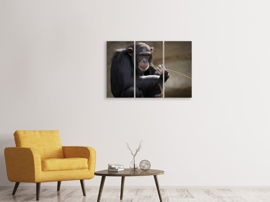 Leinwandbild 3-teilig Süsser Schimpanse