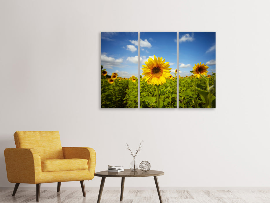 Leinwandbild 3-teilig Sommer-Sonnenblumen