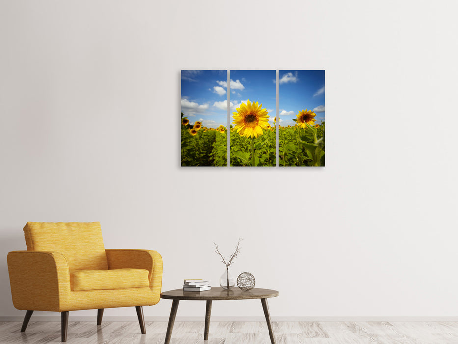 Leinwandbild 3-teilig Sommer-Sonnenblumen