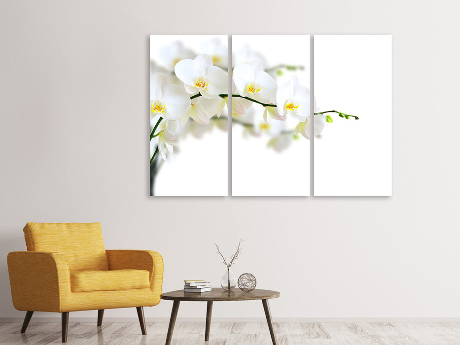Leinwandbild 3-teilig Weisse Orchideen