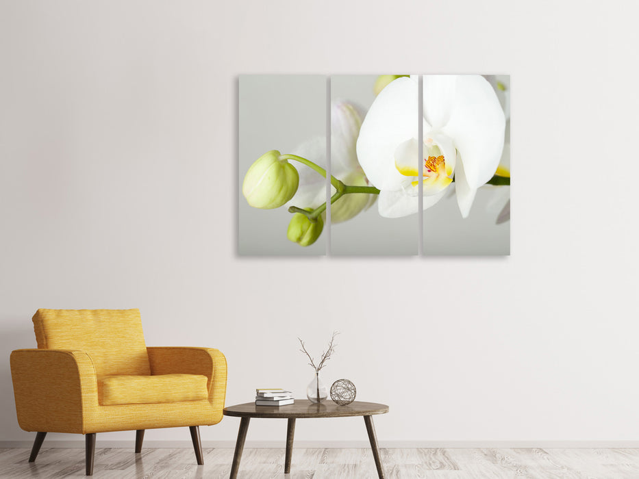 Leinwandbild 3-teilig Riesenorchidee