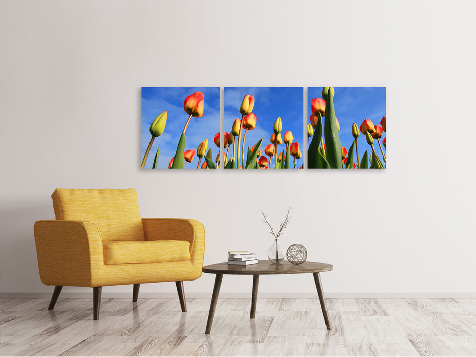 Panorama Leinwandbild 3-teilig Tulpen ragen zum Himmel