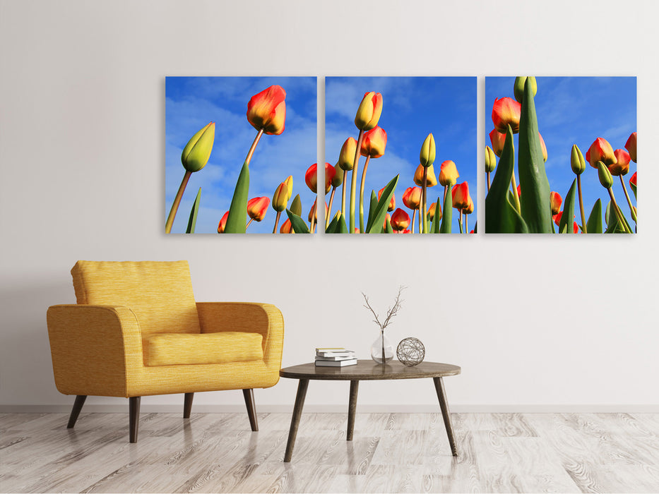 Panorama Leinwandbild 3-teilig Tulpen ragen zum Himmel