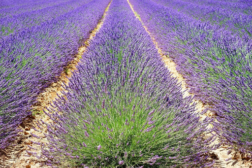 Fototapete Das Lavendel Feld