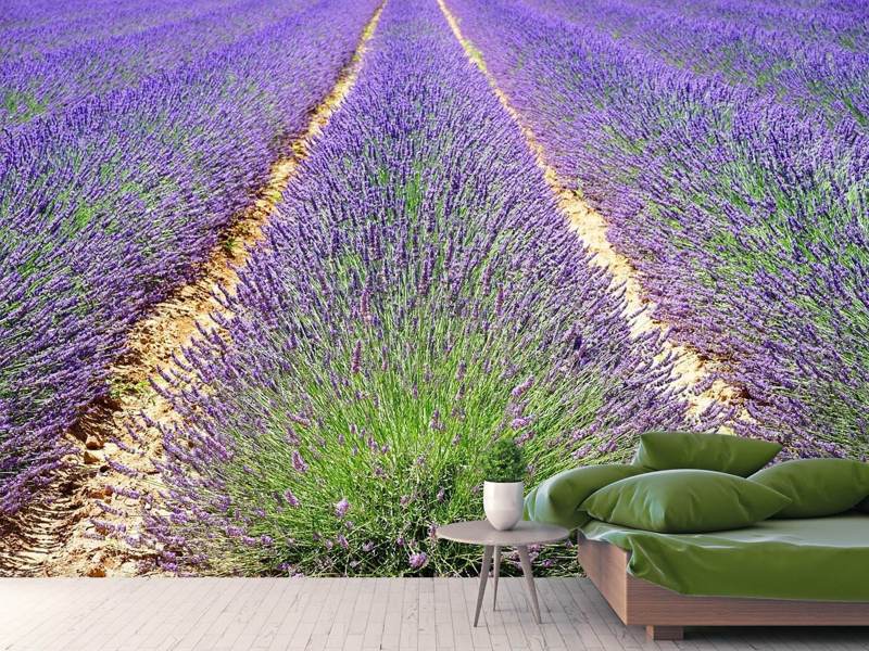 Fototapete Das Lavendel Feld