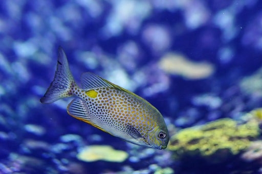 Fototapete Ein Fisch im Aquarium