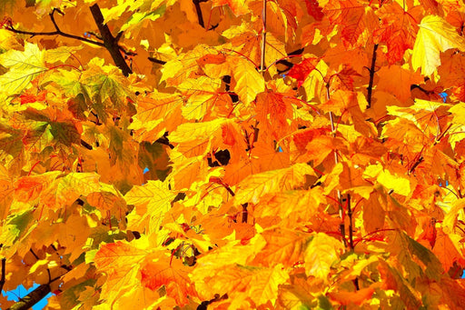 Fototapete Herbst Blätter