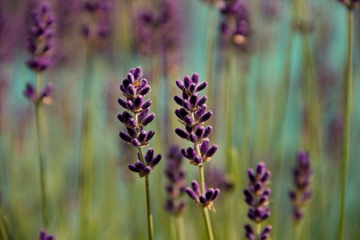 Fototapete Lavendel in XL