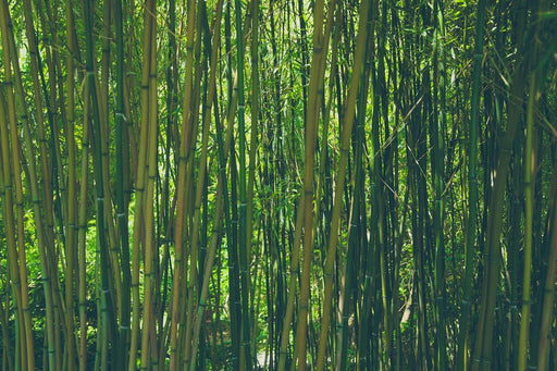 Fototapete Mitten im Bambus