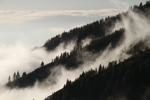 Fototapete Nebel in den Wälder