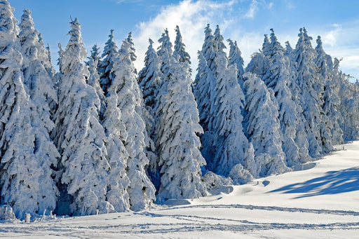 Fototapete Schöne Winterlandschaft