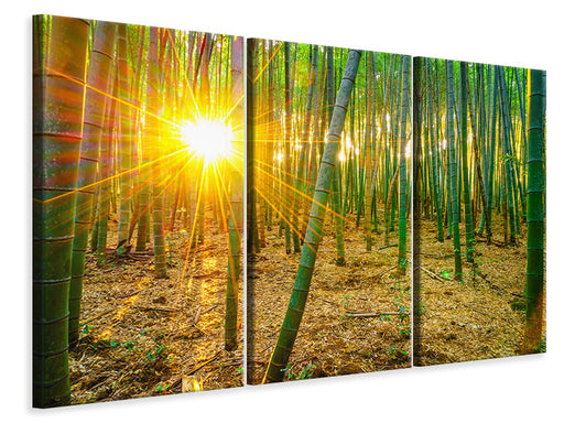 Leinwandbild 3-teilig Bambusse