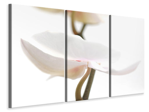 Leinwandbild 3-teilig XXL Orchideenblüte