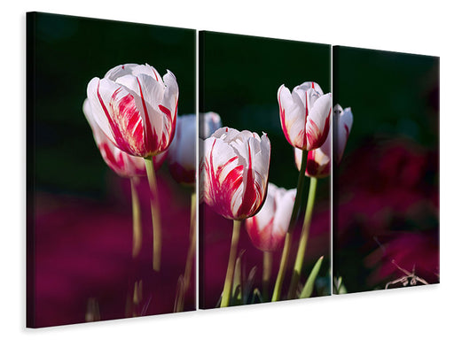 Leinwandbild 3-teilig Die Schönheit der Tulpen