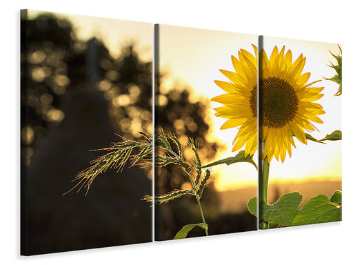 Leinwandbild 3-teilig Sonnenblume im Sonnenaufgang