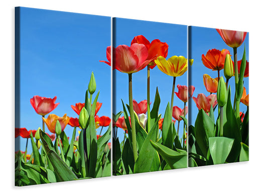 Leinwandbild 3-teilig Wilde Tulpen