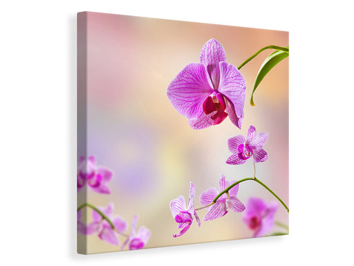 Leinwandbild Romantische Orchideen