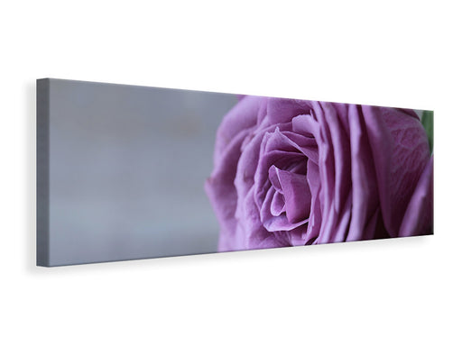 Leinwandbild Panorama Rose in Lila XXL