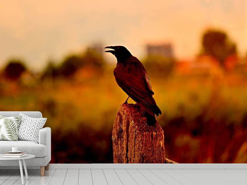 Photo wallpaper The crow in the evening light