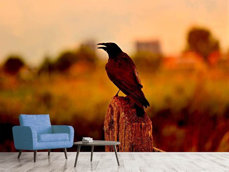 Photo wallpaper The crow in the evening light