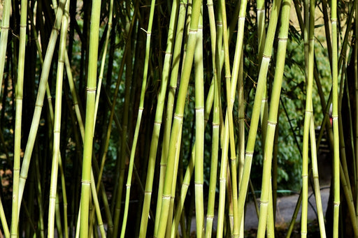 Fototapete Frischer Bambus