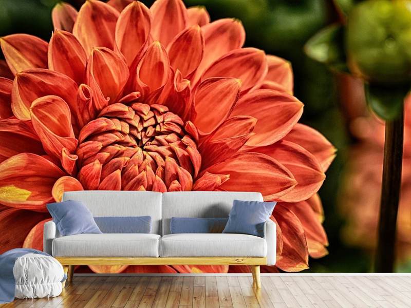 Wall Mural Painting of a dahlia