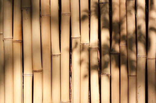 Fototapete Natürlicher Bambus