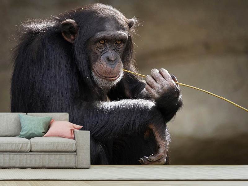 Papier peint Chimpanzé mignon