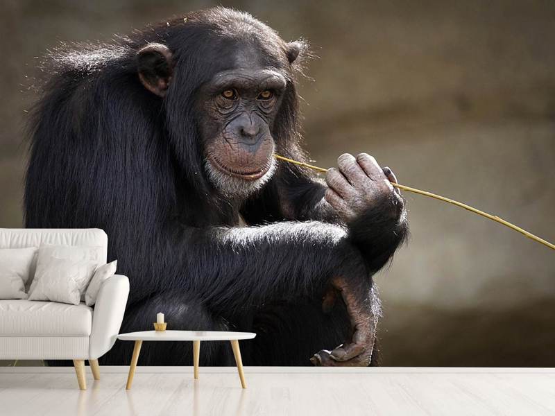 Papier peint Chimpanzé mignon